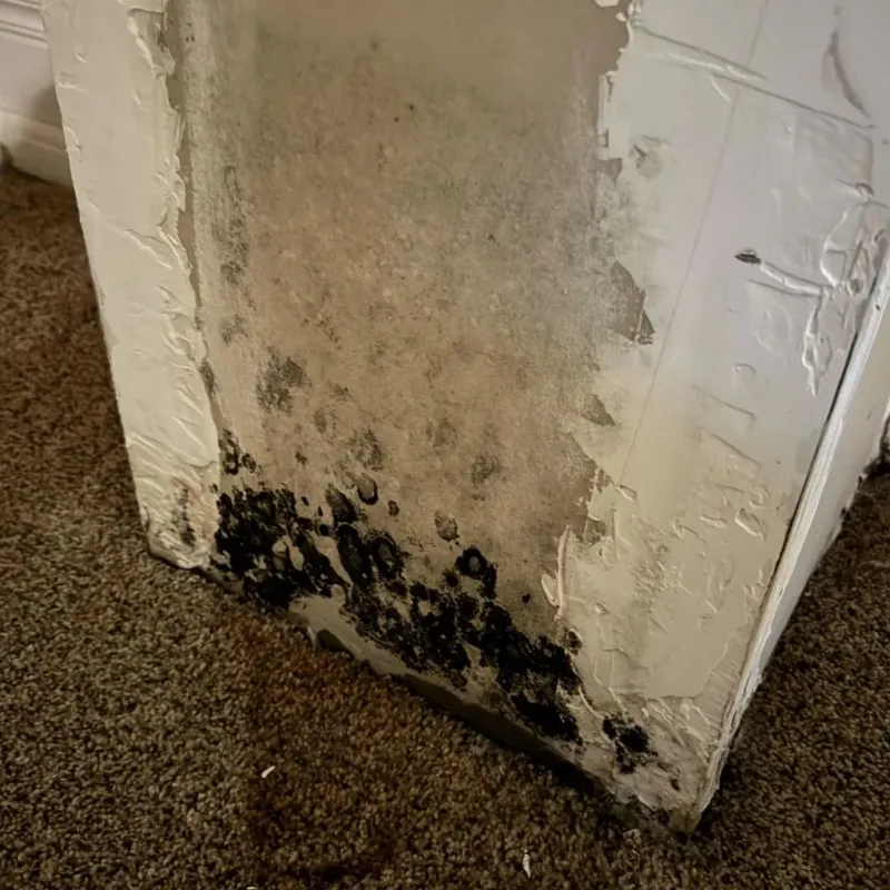 Professional Mold Removal in Florin, CA